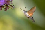 Fototapeta  - Hummingbird hawk moth butterfly