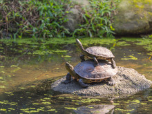 Two Freshwater Turtle Standing On The Rock In A Shallow Pond. A Child Climbing Over Its Parent.