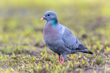Stock Dove Foraging In Green Grass