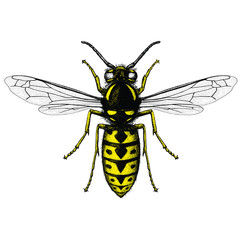 Wall Mural - Illustration of a German Wasp (Vespula Germanica) in a etched style