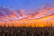 Vibrant Autumn Harvest - Corn stalks are silhouetted by a beautiful, vibrant sunset in the American Midwest.