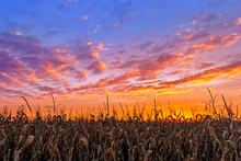Vibrant Autumn Harvest - Corn Stalks Are Silhouetted By A Beautiful, Vibrant Sunset In The American Midwest.