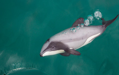 Bubbly hector dolphin encounter