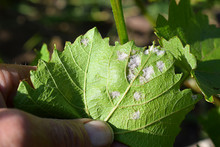 Manifestations Of Mildew On A Grape Leaf