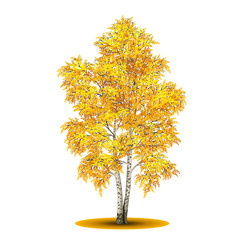 Wall Mural - detached tree birch with yellow leaves