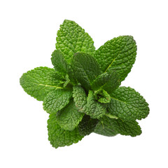 Fresh Mint Leaf Isolated On White Background