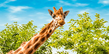 Portrait Of Giraffe In Nature. Giraffe Looking Forward, Green Trees And Blue Sky In The Background. Wildlife Banner.