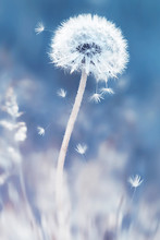 Summer Natural Floral Background. White Dandelions And Seeds On A Blue And Pink Background. Soft Focus.