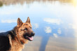 big muzzle of German shepherd close-up on water background