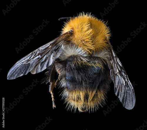 Cuadros en Lienzo large bumblebee top view isolated on black