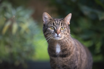 Wall Mural - close up portrait of a tabby domestic shorthair cat in the garden looking curiously