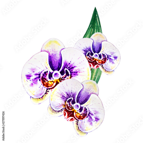 Tree beautiful white orchid flowers. Watercolor painting. Exotic plant. Flora...