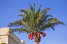 Close Up View Of Leafy Top Of Green Date Palm Tree Isolated On Bright Blue Sky Background. Horizontal Color Photography.