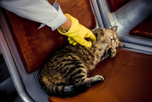 In The Station Waiting Room On The Bench Lies A Homeless Cat Stroller, And A Human Gloved Hand Touches The Cat With His Finger