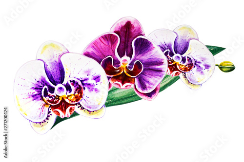 Tree beautiful colorful orchid flowers. Watercolor painting. Exotic plant. Fl...