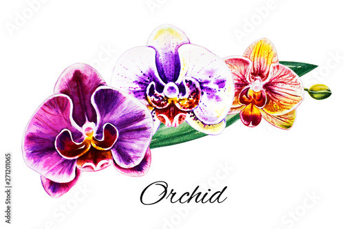Tree beautiful colorful orchid flowers. Watercolor painting. Exotic plant. Fl...