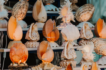 Souveir shop with variety of sea shells and sea life souvenirs. 