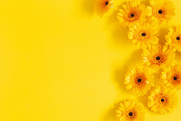 Flowers composition. Yellow gerbera flowers on yellow background. Summer concept. Flat lay, top view, copy space