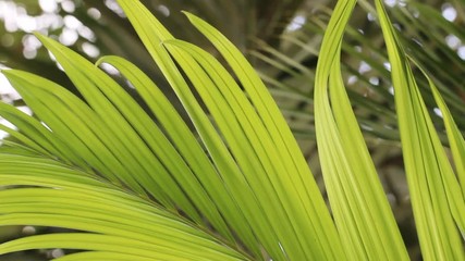 Wall Mural - Beautiful nature green leaf background, Wind blowing fresh tropical nature in garden.