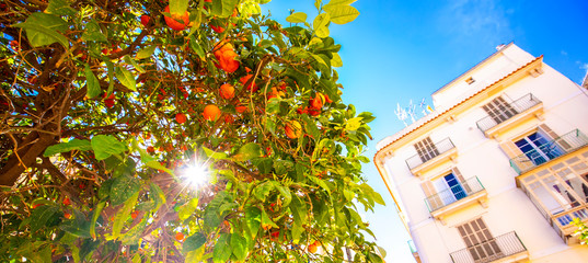 Fototapete - Orange tree in sunny Valencia, Spain