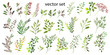 Vector illustration. Botanical collection. A set of wild and garden herbs. Leaves, branches and other natural elements.
