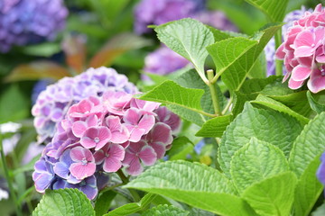 6月の紫陽花