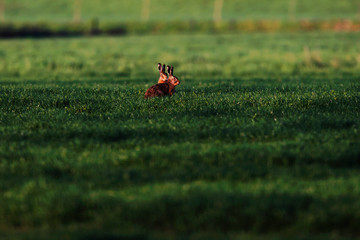 Two hare sitting together in meadow in evening sunlight.