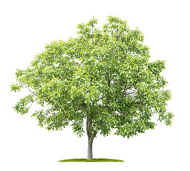 an isolated tree on a white background - juglans regia