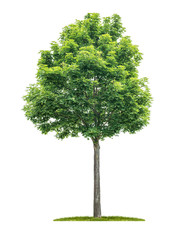 An isolated  tree on a white background - Acer - Maple