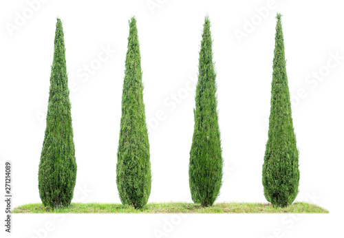 Fotomural Four isolated cypresses on a white background