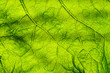 © Gavial - Abstract background green leaf closeup. Image for project and design. Green Texture Leaf. Nature Background.