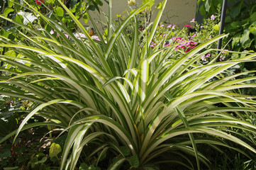 Wall Mural - Chlorophytum dans un massif	