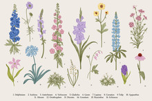 Garden Flowers. Set. Vintage Vector Botanical Illustration.