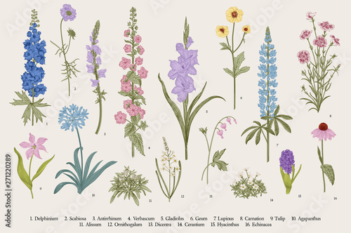 Cuadros en Lienzo Garden flowers. Set. Vintage vector botanical illustration.