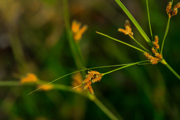 Wall Mural - Grass flower see no value But carries a natural beauty.