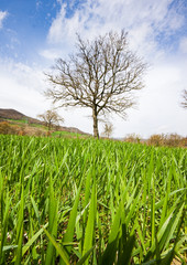 Wall Mural - field of newborn wheat with bare tree and a hill in the background