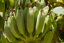 Wild Unripe Green Bananas, Hanging On Banana Tree