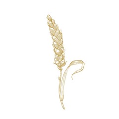 Wall Mural - Elegant botanical drawing of wheat ear or spikelet. Cultivated cereal plant, grain or crop hand drawn with contour lines on white background. Decorative design element. Monochrome vector illustration.