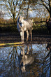 Weißes, schmutziges Pferd spiegelt sich im See