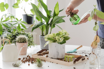 Wall Mural - Man gardener watering plant in marble ceramic pots on the white wooden table. Concept of home garden. Spring time. Stylish interior with a lot of plants. Taking care of home plants. Template.