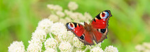 Beautiful Summer Panoramic Background, Banner With A Peacock Butterfly Eye On A White Wild Flower On A Meadow - Macro.
