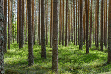 Pine Forest In Sweden In Summer Sunlight