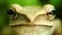Flying Tree Frog Head Mouth And Eyes Macro Portrait Close Up Static Shot, Sat Amongst Green Foliage With Bokeh Background. Golden Tree Frog, Amphibian Animal.