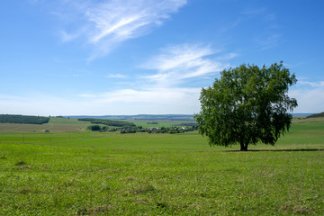 Wall Mural - Lonely tree on a green meadow. Summer, sunny day. Landscape.