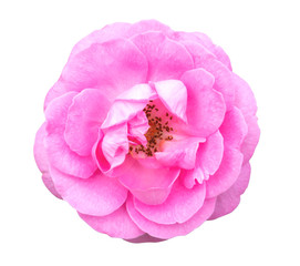 Wall Mural - Beautiful sweet pink rose flower isolated on white background, love and romantic concept