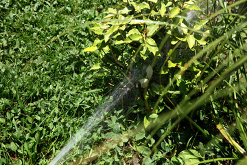 Lawn water sprinkler spraying water over green fresh grass on hot summer day. Automatic watering equipment, lawn maintenance, gardening and lovely summertime concept.