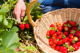Frau pflückt Erdbeeren in ein Körbchen