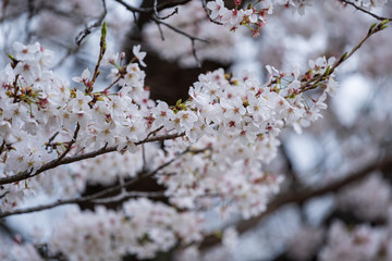 Wall Mural - sakura, cherry blossom flower in spring season