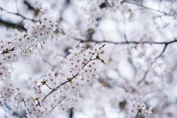 Wall Mural - sakura, cherry blossom flower in spring season