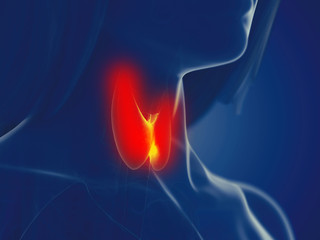 3d rendered medically accurate illustration of a womans thyroid gland